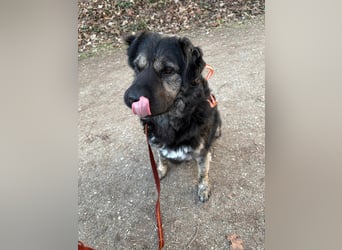 Bea - sucht ruhiges Zuhause mit Herz