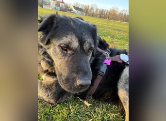 Bea - sucht ruhiges Zuhause mit Herz