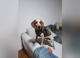 Cooper – ein wundervoller junger Mischling sucht sein Für-Immer-Zuhause Cooper – ein wundervoller junger Mischling sucht sein Für-Immer-Zuhause