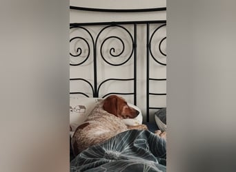 Cooper – ein wundervoller junger Mischling sucht sein Für-Immer-Zuhause Cooper – ein wundervoller junger Mischling sucht sein Für-Immer-Zuhause