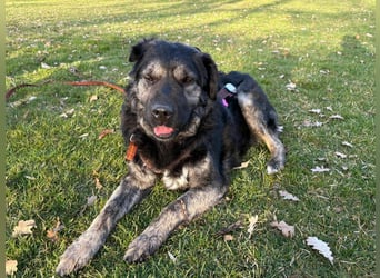 Bea - sucht ruhiges Zuhause mit Herz