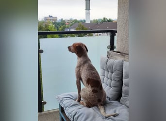 Cooper – ein wundervoller junger Mischling sucht sein Für-Immer-Zuhause Cooper – ein wundervoller junger Mischling sucht sein Für-Immer-Zuhause