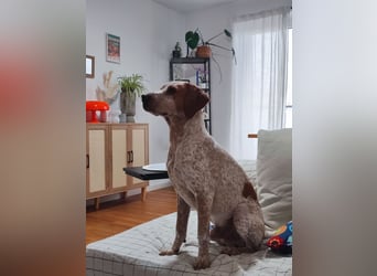 Cooper – ein wundervoller junger Mischling sucht sein Für-Immer-Zuhause Cooper – ein wundervoller junger Mischling sucht sein Für-Immer-Zuhause