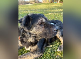 Bea - sucht ruhiges Zuhause mit Herz