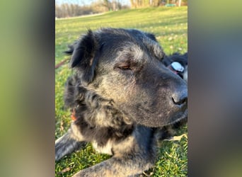 Bea - sucht ruhiges Zuhause mit Herz