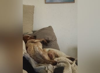 Cooper – ein wundervoller junger Mischling sucht sein Für-Immer-Zuhause Cooper – ein wundervoller junger Mischling sucht sein Für-Immer-Zuhause