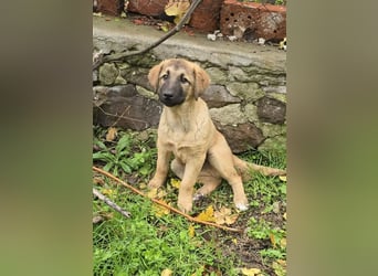 Timmy- bereit seine Koffer zu packen