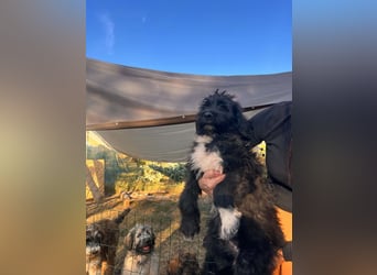 Oscar sucht sein Zuhause