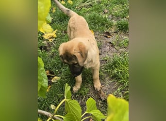 Timmy- bereit seine Koffer zu packen