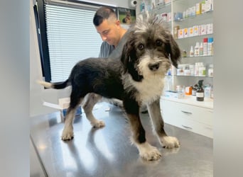 Ludwig sucht sein Zuhause