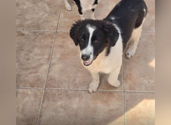Suzy sucht ihr Zuhause