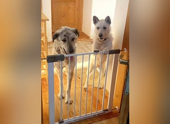 Peppi sucht sein eigenes Körbchen