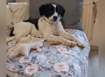 Suzy sucht ihr Zuhause