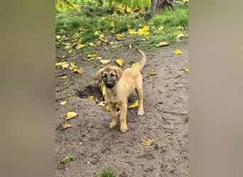 Timmy- bereit seine Koffer zu packen