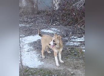 Mila-Freundliche Mila sucht eigene Familie!