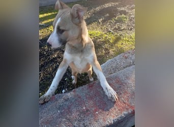 Mila-Freundliche Mila sucht eigene Familie!