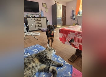 Nuri sucht ihr Zuhause