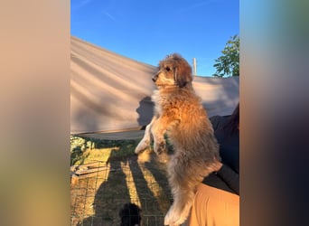 Lola sucht ihr Zuhause