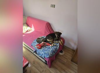Nuri sucht ihr Zuhause