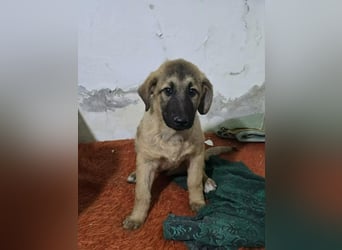 Timmy- bereit seine Koffer zu packen