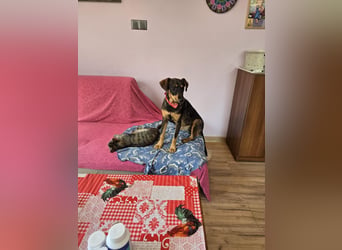 Nuri sucht ihr Zuhause