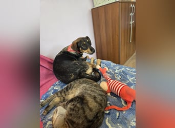 Nuri sucht ihr Zuhause