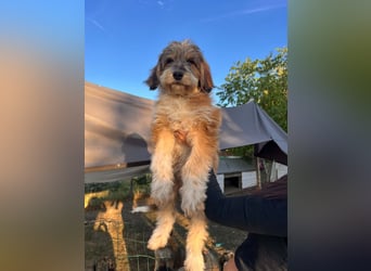 Lola sucht ihr Zuhause
