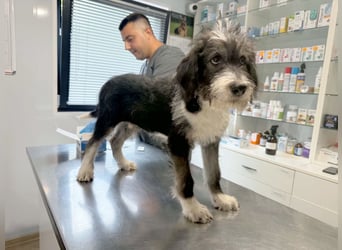 Ludwig sucht sein Zuhause