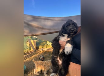 Oscar sucht sein Zuhause