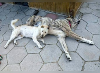 Peppi sucht sein eigenes Körbchen