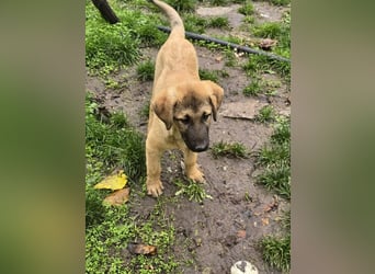 Timmy- bereit seine Koffer zu packen