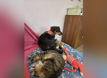 Nuri sucht ihr Zuhause