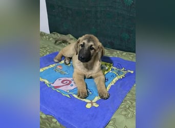 Timmy- bereit seine Koffer zu packen