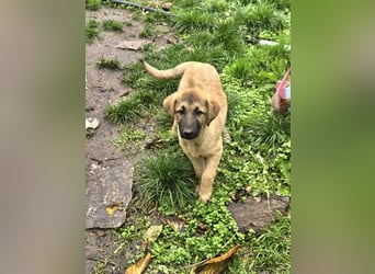 Timmy- bereit seine Koffer zu packen