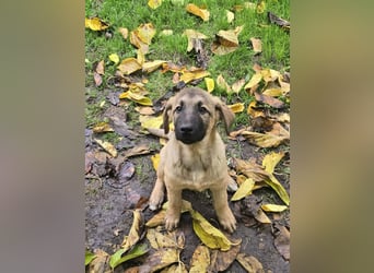 Timmy- bereit seine Koffer zu packen