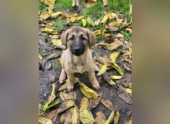 Timmy- bereit seine Koffer zu packen