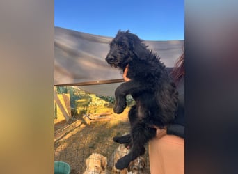 Gretchen sucht ihr Zuhause