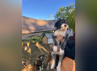 Ludwig sucht sein Zuhause