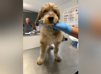 Lola sucht ihr Zuhause