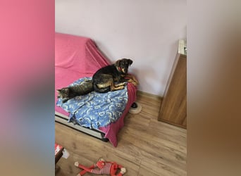 Nuri sucht ihr Zuhause