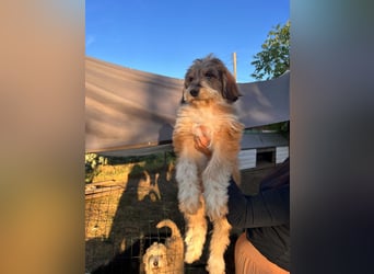 Lola sucht ihr Zuhause