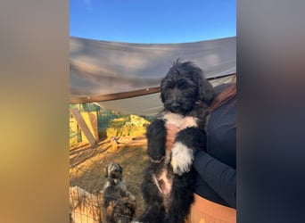 Oscar sucht sein Zuhause