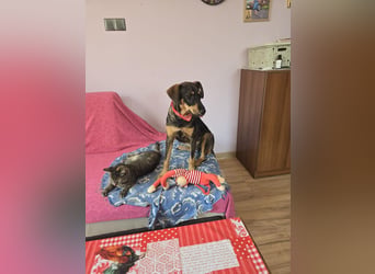 Nuri sucht ihr Zuhause