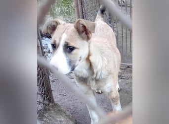 Mila-Freundliche Mila sucht eigene Familie!