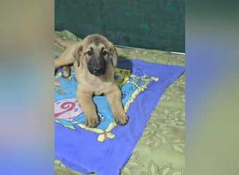 Timmy- bereit seine Koffer zu packen