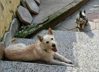 Peppi sucht sein eigenes Körbchen