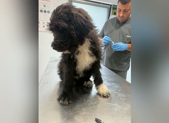 Oscar sucht sein Zuhause