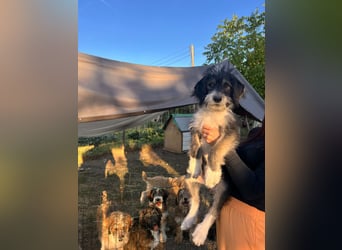 Ludwig sucht sein Zuhause