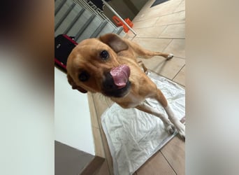 Jax sucht sein Zuhause