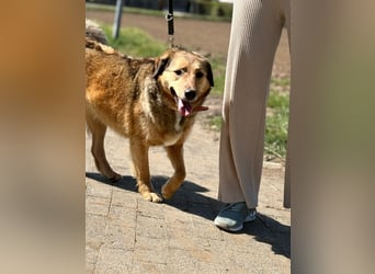Abby sucht Herzdame ohne Herzbube, gerne mit Garten